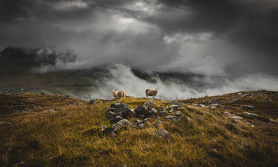 Schafe über den Wolken auf der Insel Borðoy