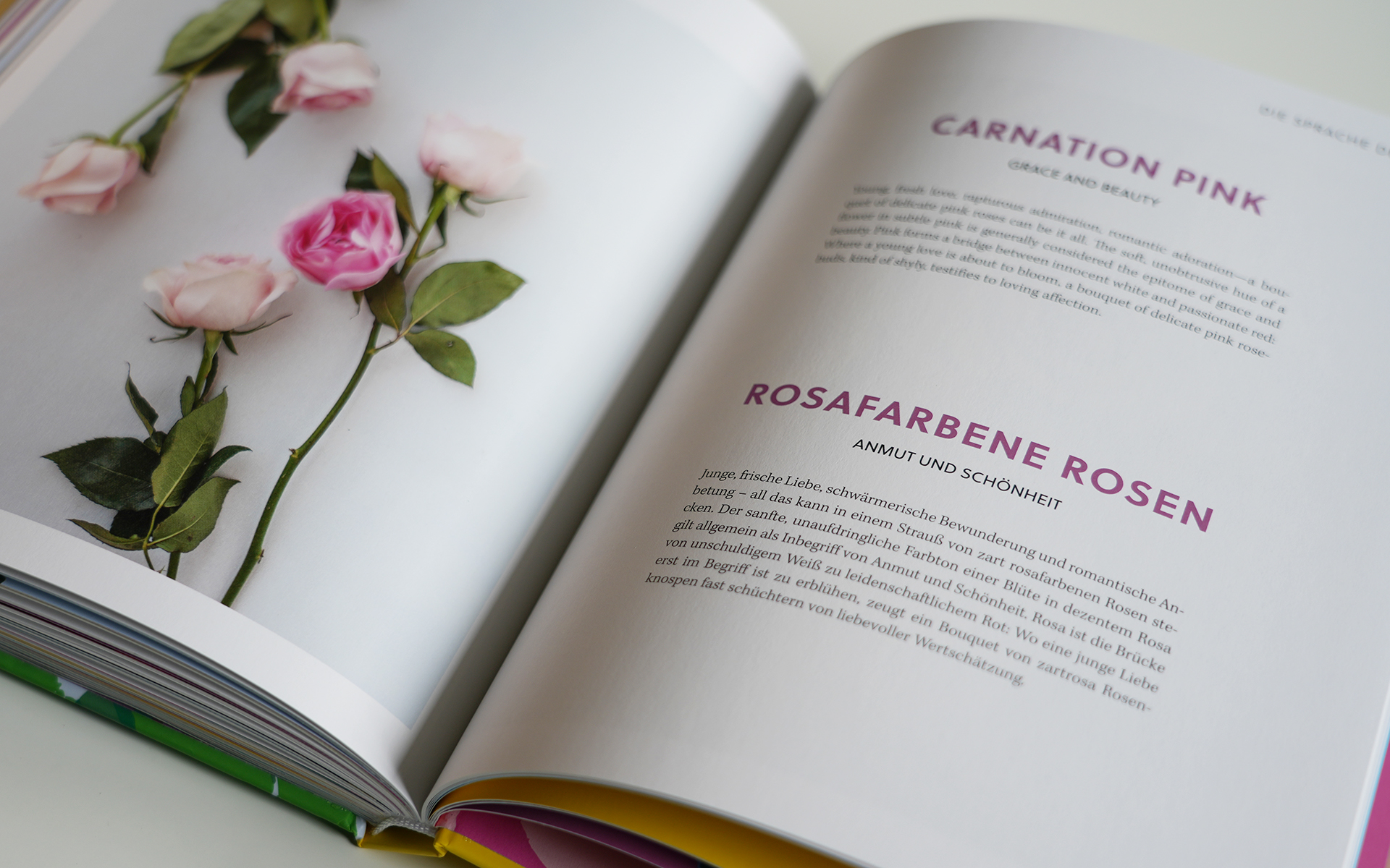 ROSEN – rosafarbene Rosen
